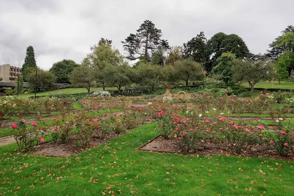 University Rose Gardens (17)